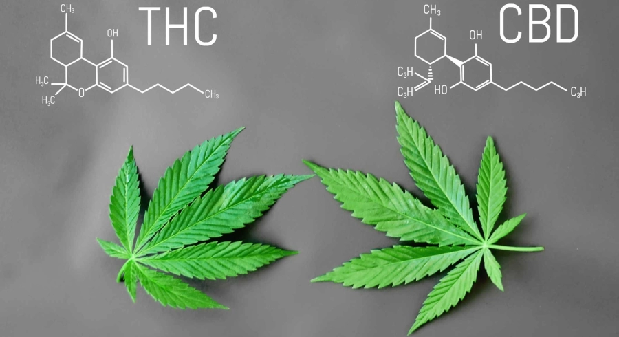 découvrez les différences essentielles entre le cbd et le thc : effets, propriétés, usages médicaux et légalité. apprenez à distinguer ces deux cannabinoïdes pour mieux comprendre leurs impacts sur la santé et le bien-être.