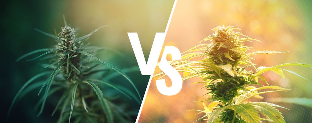 découvrez les différences clés entre le cbd et le thc, deux composés majeurs du cannabis. apprenez leurs effets, légalité et usages médicaux pour mieux comprendre leurs impacts sur la santé et le bien-être.